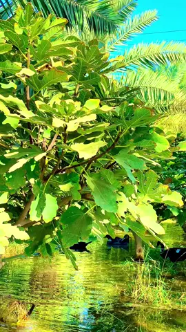 #ابواسحاق_النبهاني_الطائي 