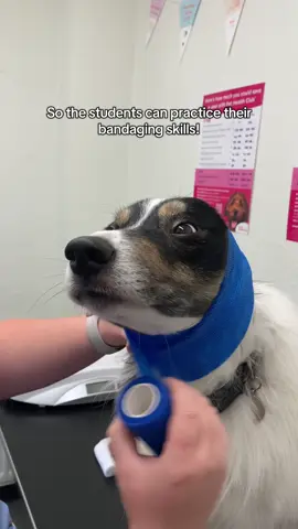 We truly have the best bandage model 🥰 #vettok #vetsoftiktok #vetnursestudent #vetnurse #fyp 