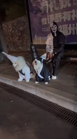 万圣节快乐Happy Halloween😁😁😁😁#petlovers #funnyanimal 