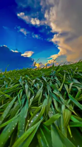 علامه#صبر#ليس#صبر#يشامر#تصويري_احترافي_الاجواء👌🏻🕊😴 🌾🌾🍃☁️