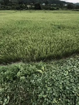 “爱情就像天空，有晴天，也有雨天。爱情也是如此，如果我们互相让步，就能熬过雨天，也能接受晴天的相守。” Tình yêu giống như bầu trời. Bầu trời có ngày nắng và ngày mưa. Tình yêu cũng giống như vậy nếu chúng ta nhường nhịn nhau, chúng ta sẽ vượt qua những ngày mưa và chấp nhận ở bên nhau vào những ngày nắng.