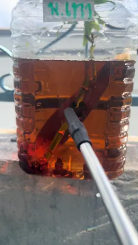 #ปลาหม้อ#เด็กไหม่หัดเลี้ยง  #ปลาหม้อนครปฐม 💪🔥💯🤪