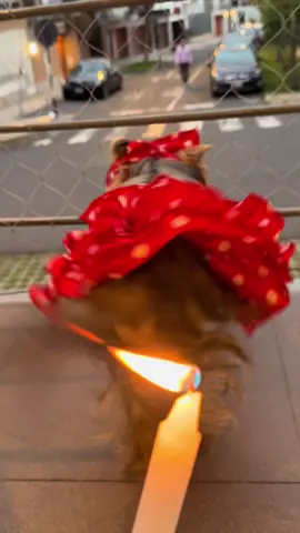 Feliz día de la canción criolla, acompáñanos con este festejo Peruano y que empiece la jarana a mover el cuerpito 💃🏼💃🏼🕯️ MaYa & mOrA ♡ #yorkie #dog #dancing #viral #fyp 