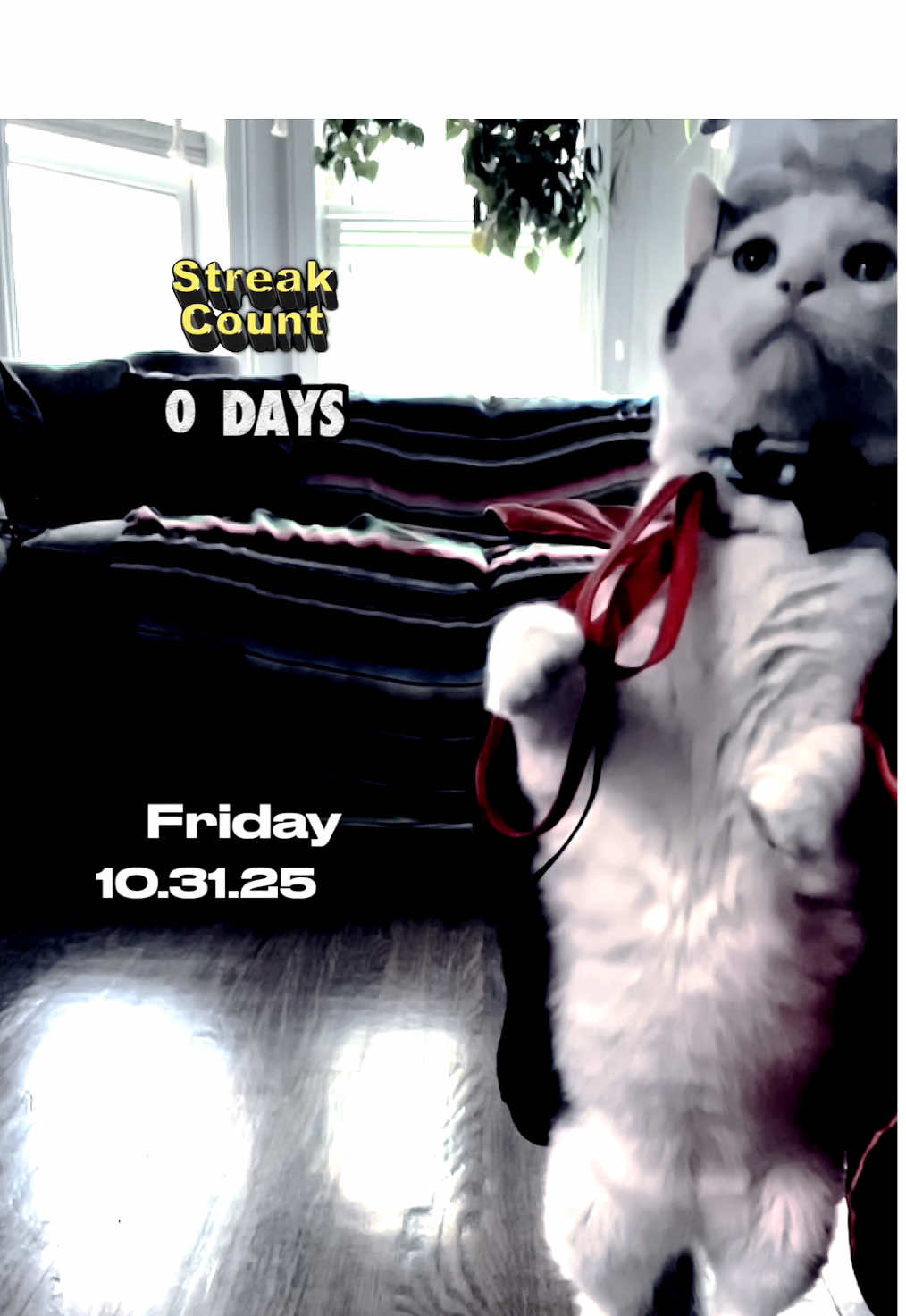 Did Taft make his catch today, Friday 10.31.25?  #fyp #catsoftiktok  #taft #catchornocatch #halloween 