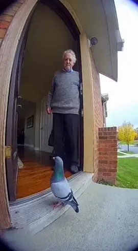 Потерялся? #голуби #сумашедшие 