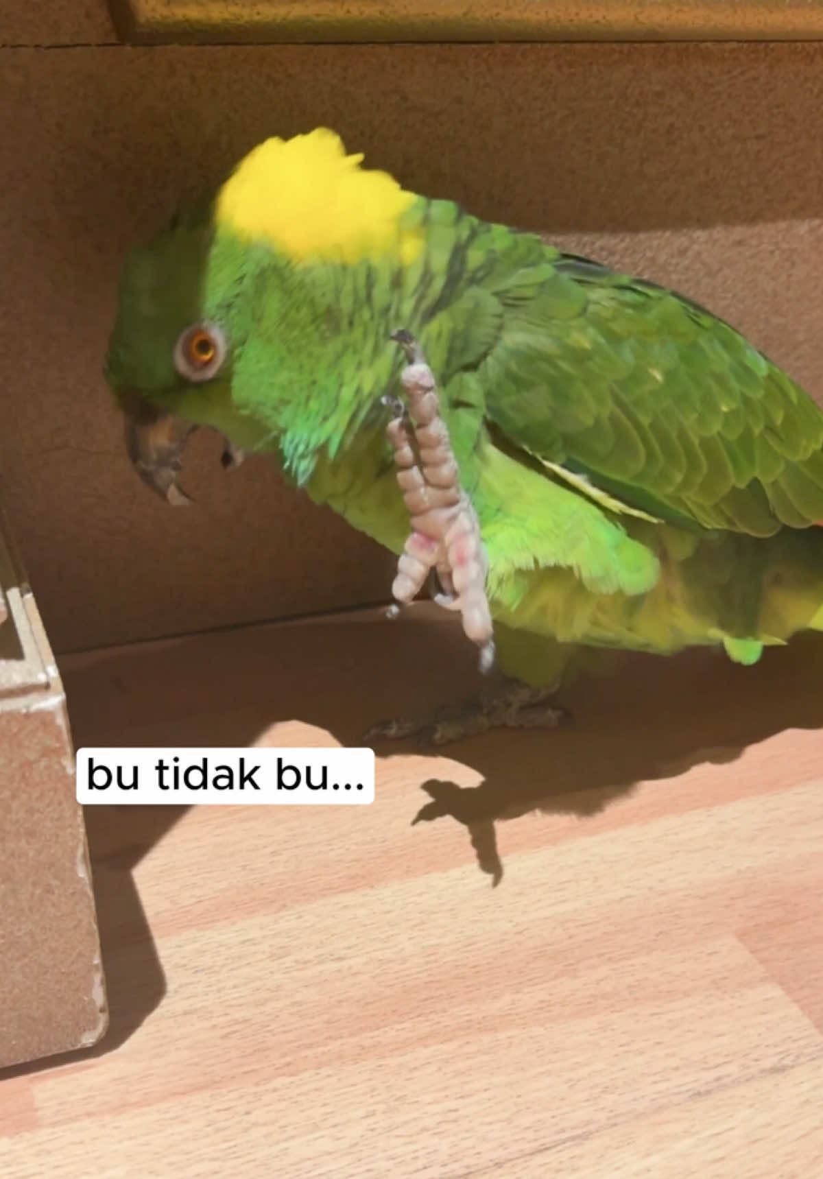 Sasha tuh emang queen of drama 😭 literally ga bisa sehari tanpa onar. tapi pas I bilang mau panggil Emi, langsung deh panik 😭😂🦜 • • • • • #viral #trending #foryou #fyp #sasha #talkingparrot #funny #lucu #pet #mood #baru 