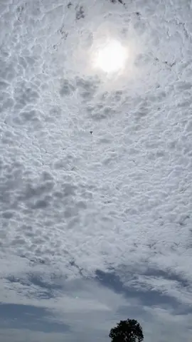 ខ្ញុំសុំលាអ្នកទាំងអស់គ្នាហើយ🥲🥹គេអត់អោយលេងទៀតទេ ស្រុកបាទី ឃុំត្រពាំងក្រសាំង 🥹🥹#ខ្លែងឯកខ្មែរ🇰🇭🇰🇭 #ខ្លែងឯកខ្មែរ🇰🇭🇰អ្នកតាកែវ 