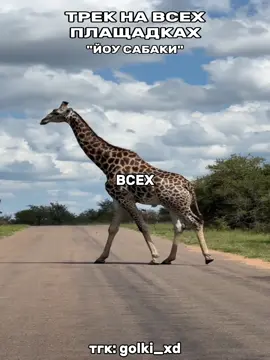 «ЙОУ САБАКИ» #реп #голки #саундклауд #собаки  