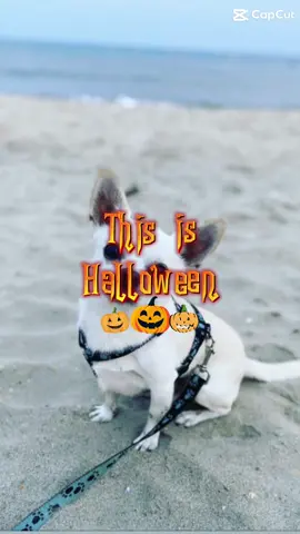 #chien #chihuahua #halloween2025 #pourtoi 
