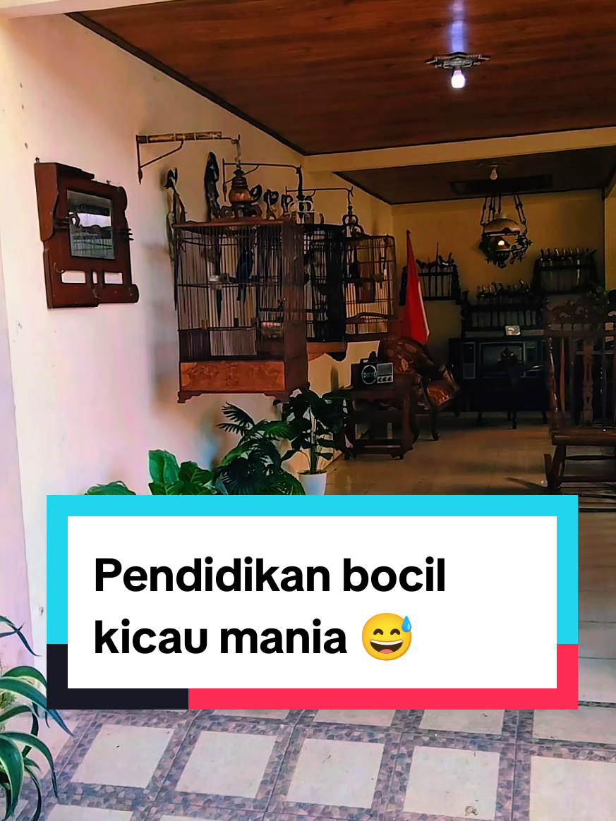 #burungendemik #kicaumaniaindonesia #kicaumania #kicaumanianusantara #burungunik 