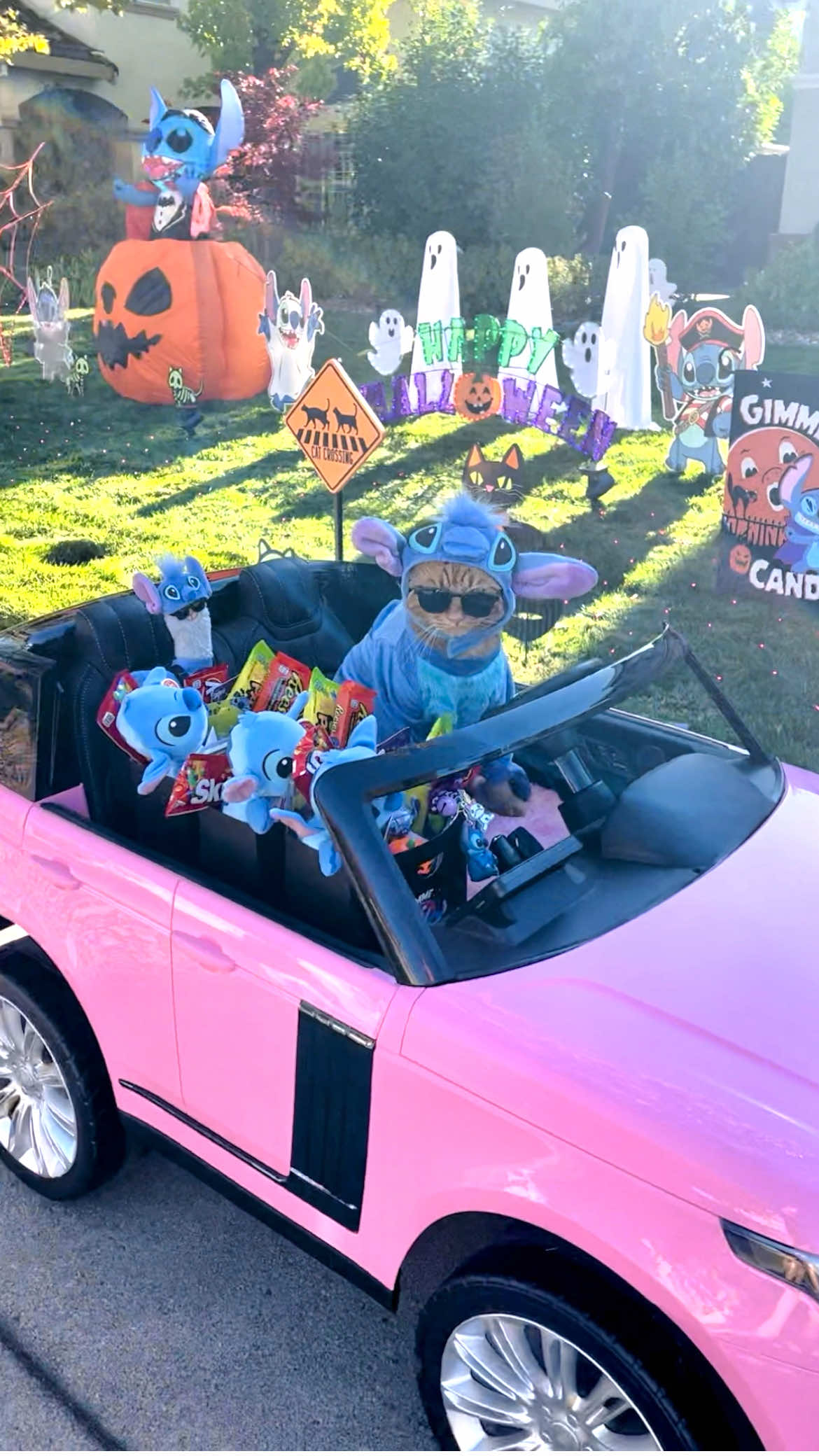 Happy Halloween! 🎃 We’re delivering goodie bags to our friends and neighbors. We hope your day is filled with love and treats too! 🐈🦙🩵🎃 #treats #fun #stitch #happyhalloween #tigerjojo