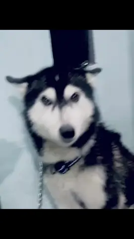 apa yang lebih najis dari anjg ?