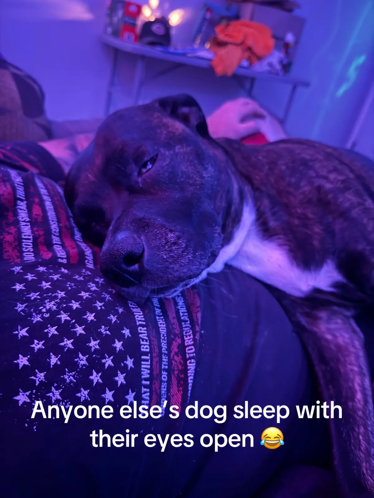 #pitbull #puppy #dogsoftiktok #fyp #viral 