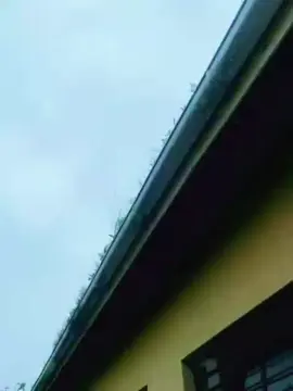 #fyppppppppppppppppppppppp #creatorsearchinsights #viraltiktok @Sqiniseko Sqin-Q 