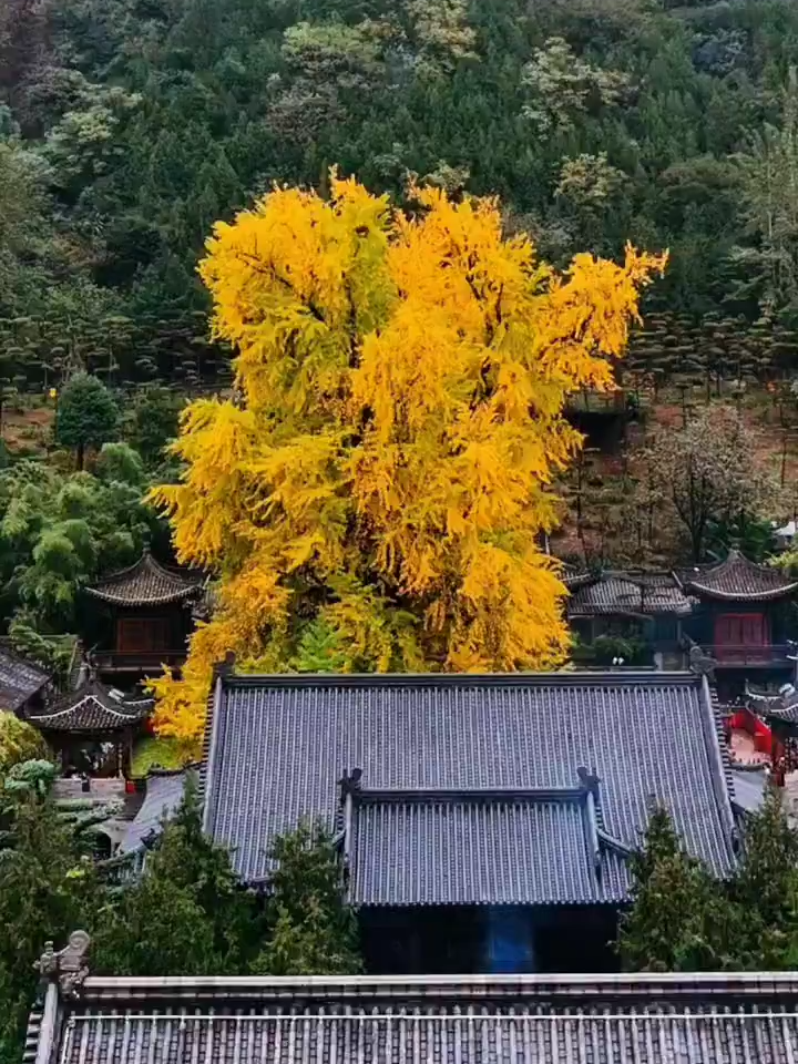 Witness a living legacy from China’s Tang Dynasty (618-907 AD)! The 1,400-year-old ginkgo tree in Xi’an is now at its golden peak, captivating visitors from near and far. Timeless charm written in nature’s masterpiece. #xi'an #autumnvibes #China