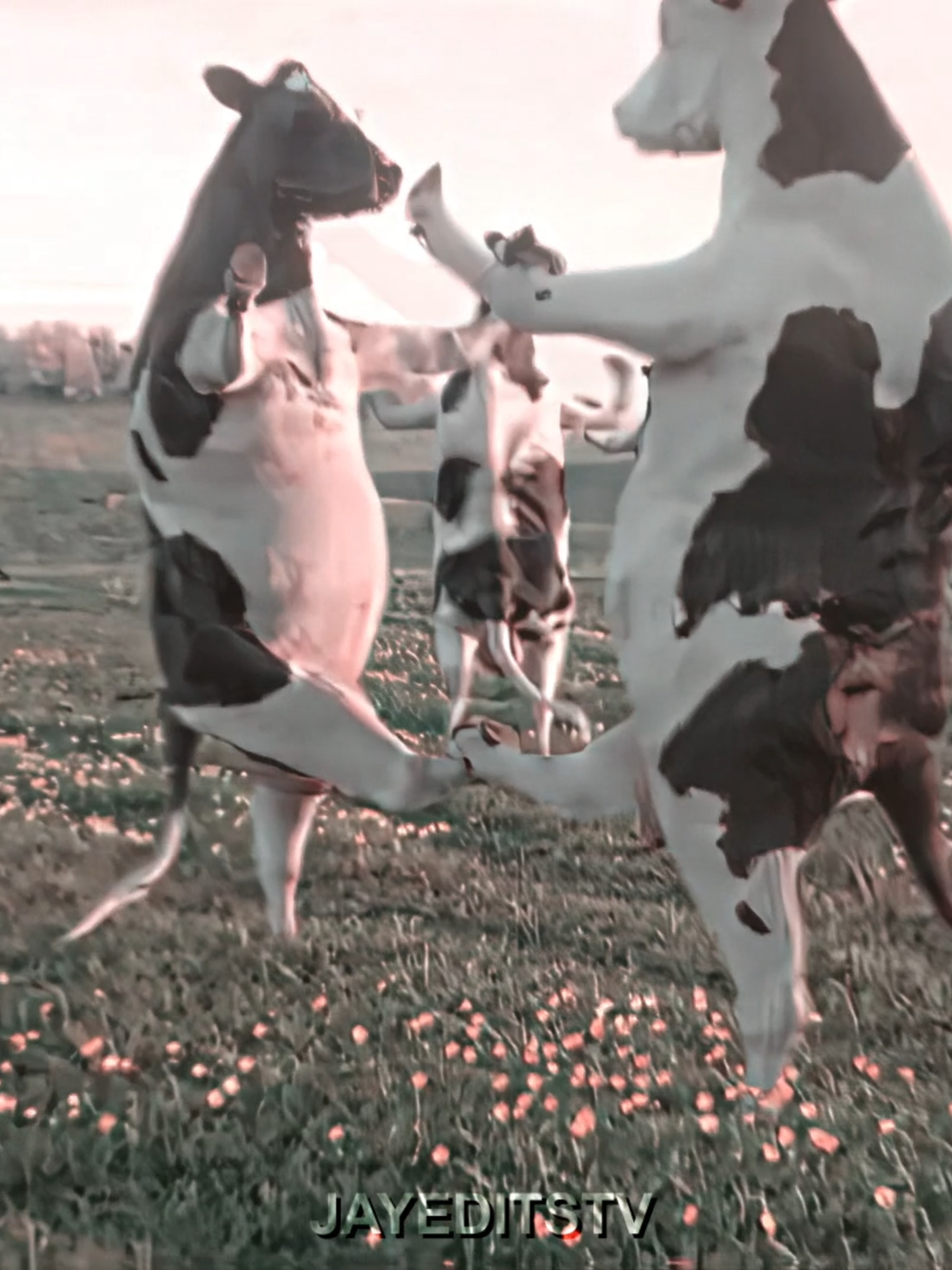 FIRST OF THE MONTH ┃ #4k #quality #edit #firstofthemonth #dancingcows #november #month #viral #viraledit #explore #foryoupagе #cows