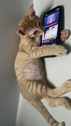 Là mèo nhưng mang cảm xúc con người ❤️‍🩹 #sad #thattinh #mèo #catsoftiktok 