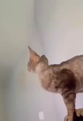 #funny #funnyvideos #animals #viral #voiceover 