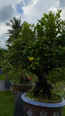 Cũng dễ nhìn #maituquy #bonsai #tuquybonsairin #TikTokAwardsVN @Tran Thong @🎀Phạm Hà 62🎀 