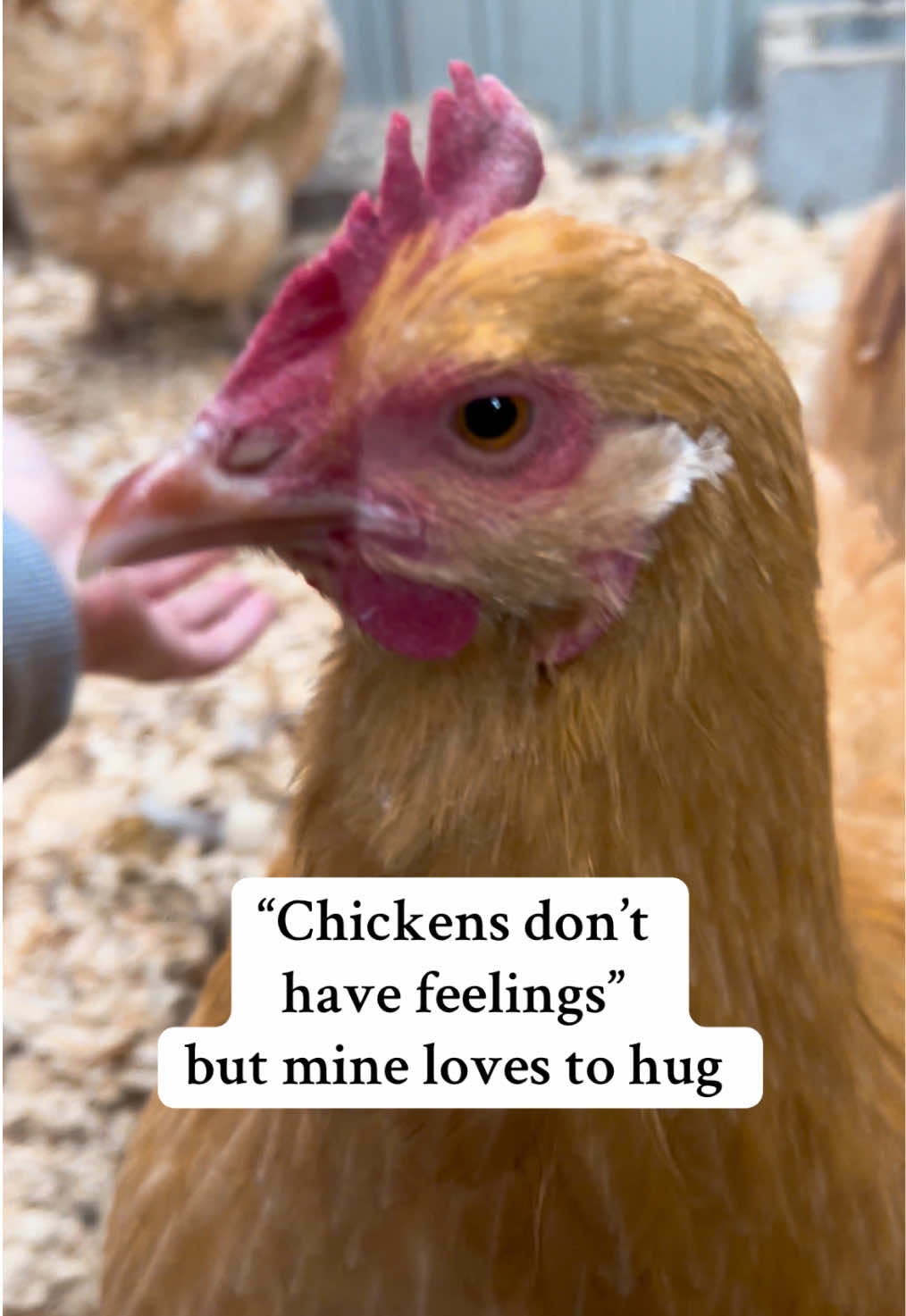 Merle: Spoiled ✅ Healthy ✅ Happy ✅ Food ❌ #chicken #sweet #wholesome #pets #snuggle 