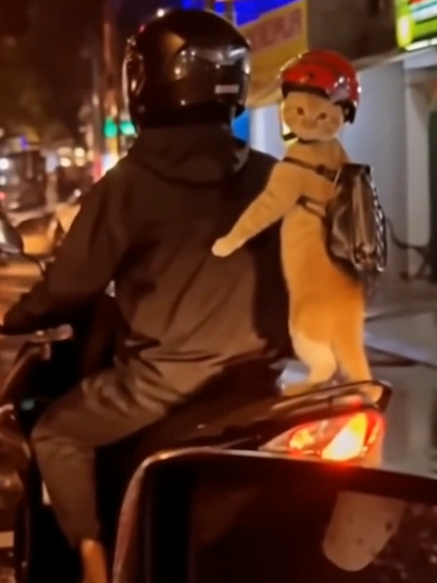 oyen oyen 😆😆 #kucinglucu #kucingviral #oyennakal #oyenbarbar #oyenkingfyp 