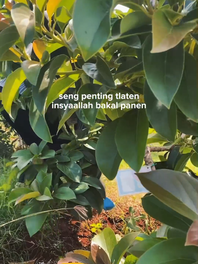 pemupukan  #tuban #alpukat #fyp #beranda #kebun 