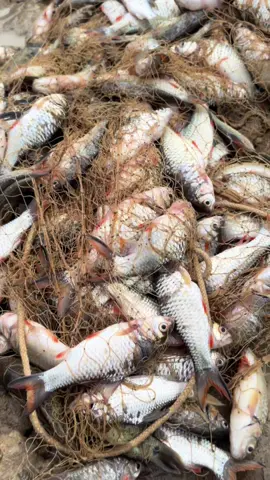 តភាគ video ទី 2 ត្រីត្រូវដោយសារគេបិតទឹកបងប្អូន តែត្រូវដោយងៃដែរទេ។ នៅស្រុកបវេល 