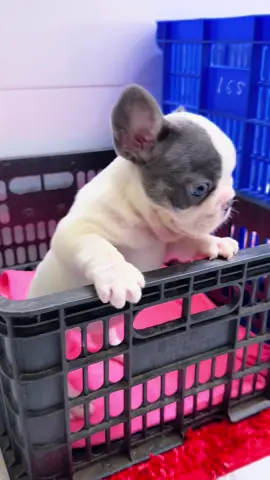 Đói bụng là cái miệng của ẻm cỡ này nè cô chú, vừa la vừa ngáp 😂#bullphap #pets #bulldog #thucung #xh 