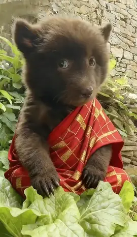 这偷来的袈裟还蛮合身的😂