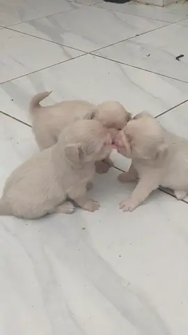 #perrhijos 🫣🫦#amordetres🐕 #tobien 🫣👾🤣