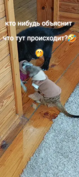 #сурикатдома #сурикат #игры #забавныеживотные #милаха♡🥰😇врек #овчарка #защитник #смешныеживотные #ржач 