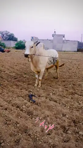 ماشاءاللہ✨🌷#fypシ゚viral #trending #foryoupage #viral_video #joan_0990 