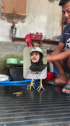 Aseekkk 🤭🤣 #fypシ゚ #CapCut #blitar24jam #ayampamangon #peternakayam 