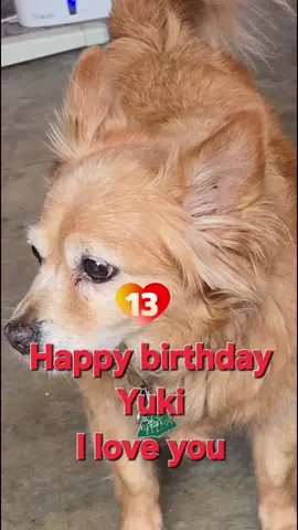 Un dia como hoy llego a mi vida a formar parte de mi familia este peludo 4 patas . y aqui sigue cumpliendo sus 13 Años y espero tenerlo mas tiempo ...  HAPPY BIRTHDAY MY YUKI  🎂 🥮 🍥  🌭 🌭 🌭 🌭 