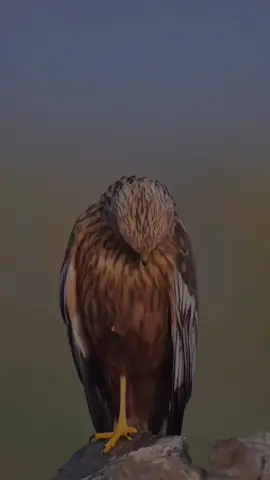 #qoutes #foryou #foryoupage #laguviral #CapCut 