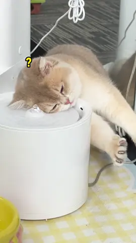 Nhìu khi uống nước thôi cũng lười... #cat #meo #xuhuong #meonhaai #meomeo 