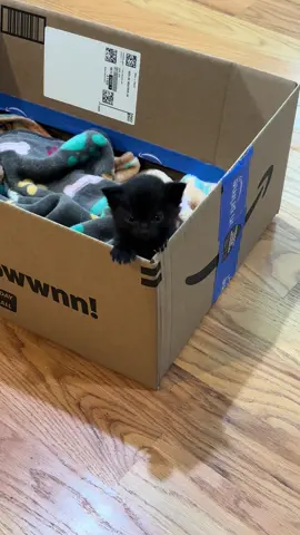 This is Sirena Star. She was 4wks old when my boyfriend found her outside in the cold alone. Her mama abandoned her. She was the runt in guessing. She weighed 7oz when we brought her home and started bottle feeding her. We have had her roughly 3 weeks now and she has gained significant weight, has transitioned to wet food and is starting to feel more free and comfortable to do what she wants. #rescuecatsoftiktok #kittensoftiktok #kittens #cat #rescuekittens 