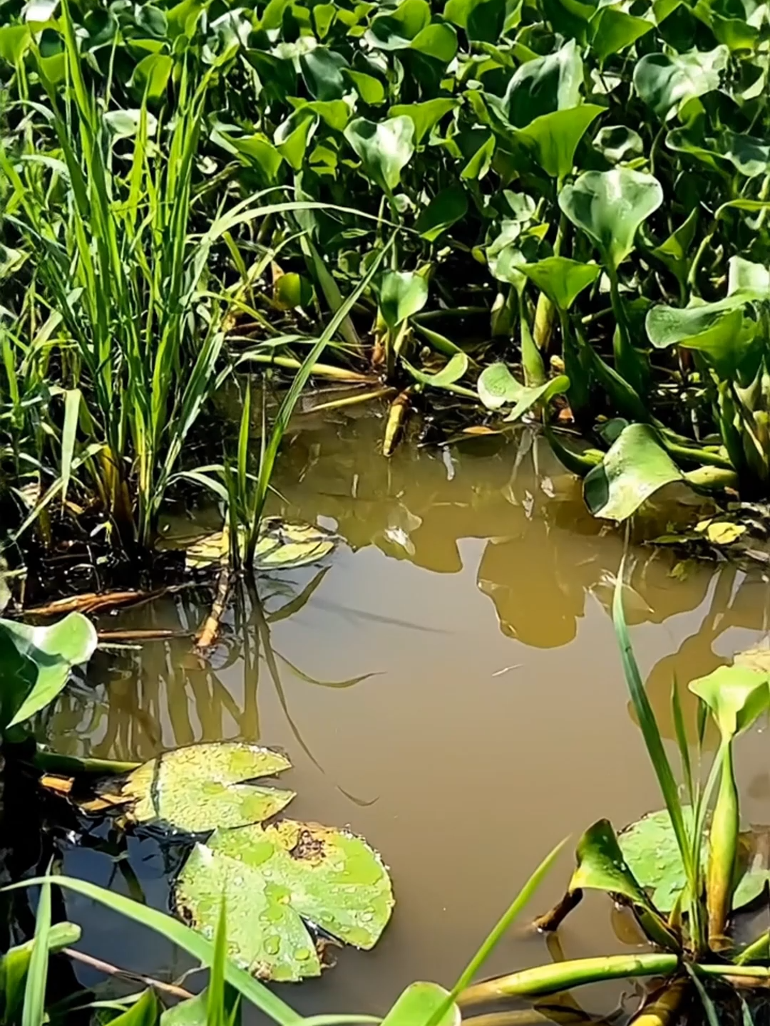 🎣 CRAZY Fish Bites BAIT! #fish #fishing