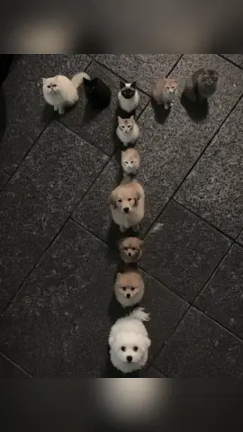 T💗#pheyeuT #virl #loveT #xuhuong #ilovetiktok 