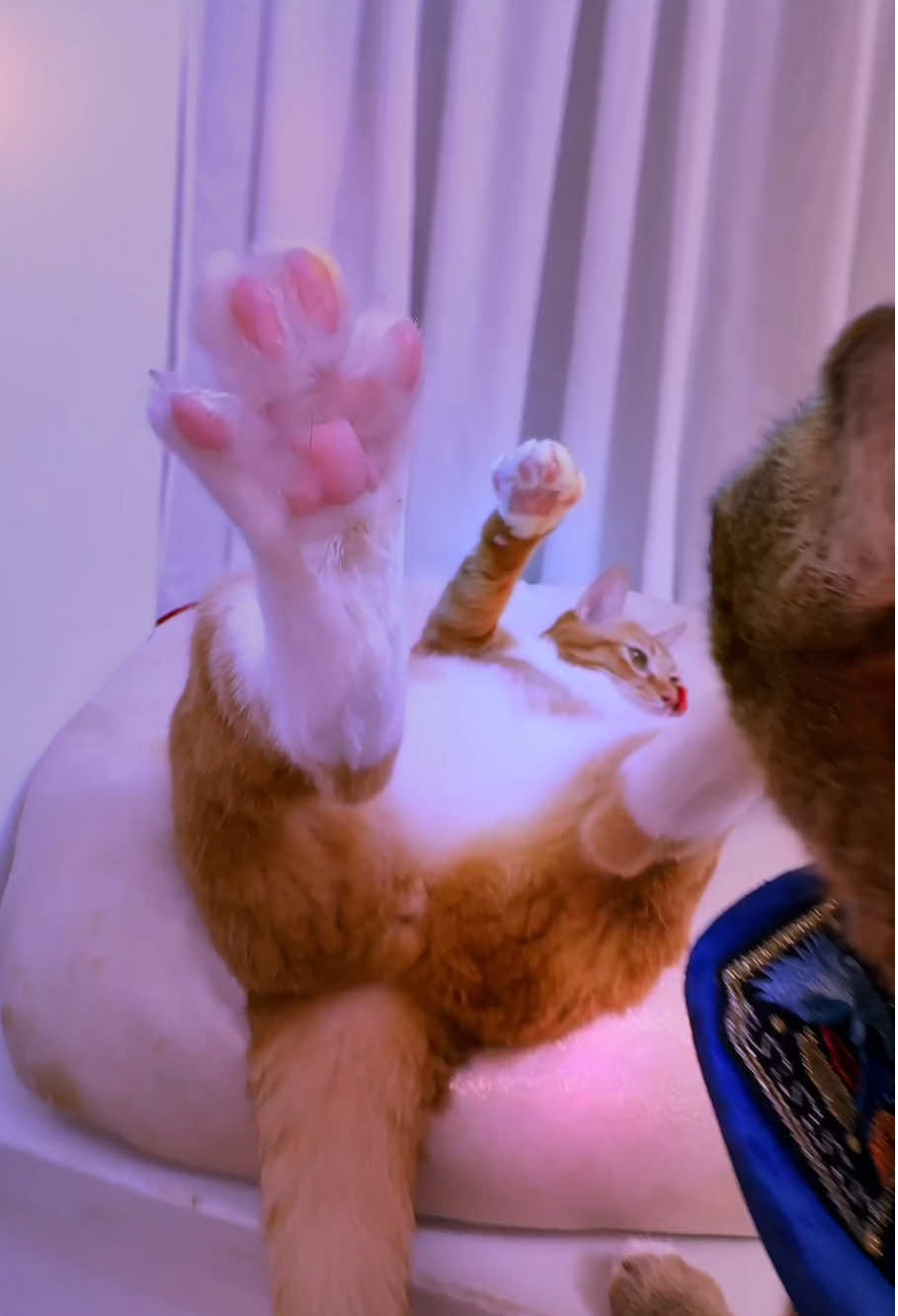 Oh my Hachimi #egypt #halloween #cat #fyp #funnycat 