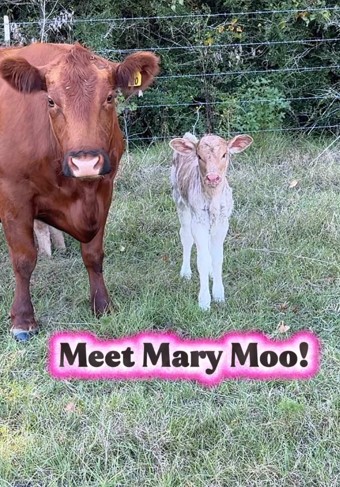 Mother & daughter, Mary Kate and Mary Jane both have had their calves! They are inseper!! 💗💗 Mary Jane had a heifer!!!!! Only 2 all year!!! Meet Mary Moo! She will be a permanent cow here! 💖🌸💞🌺💘#farmlife #cow #heifer #calf #motherdaughter 