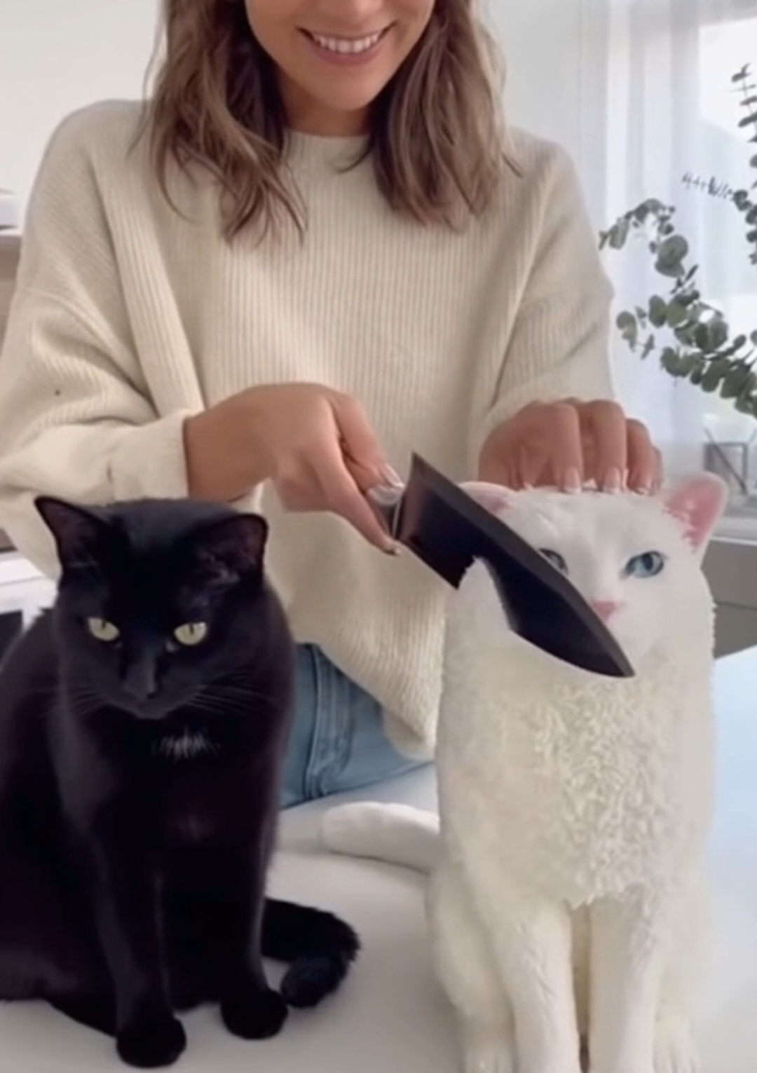 cat cake cutting prank #catsoftiktok #CatReaction #Funnycat #catPrank #funnyanimals 