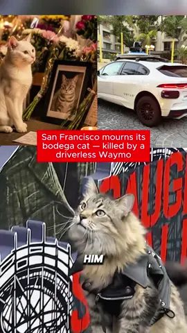 San Francisco mourns its bodega cat killed by a driverless Waymo #cat #kitkat #life #sanfrancisco #foryou 