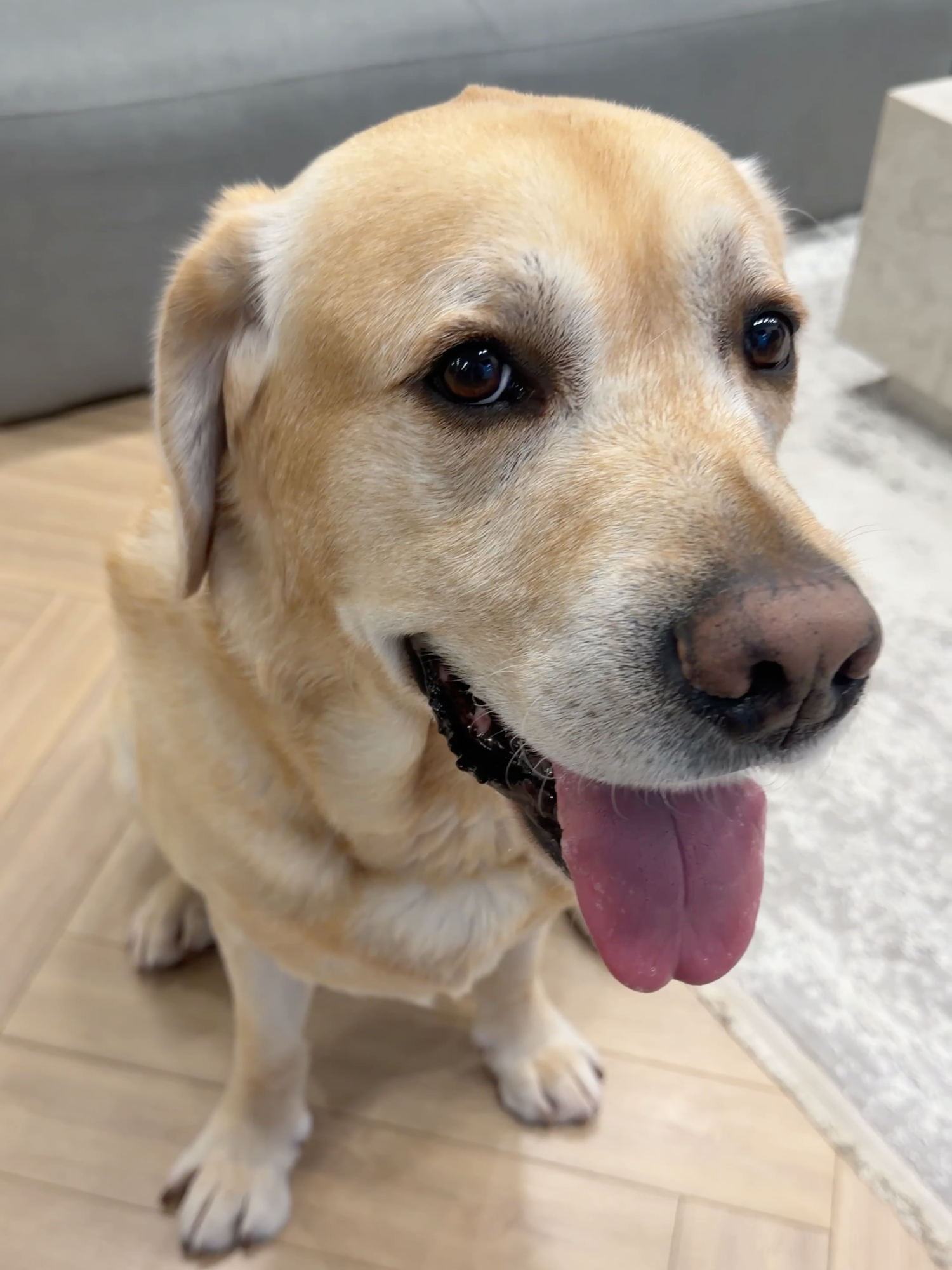 Настоящий друг🐶 #labr_deni