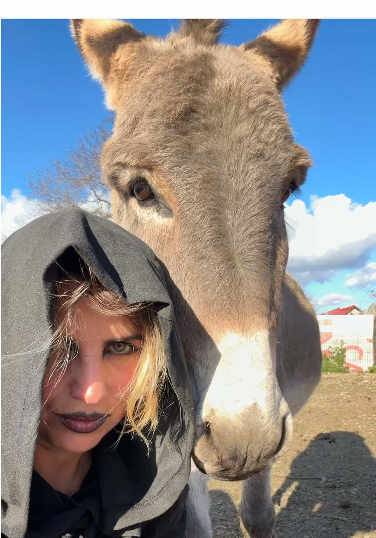 🎃Tornado wish you Happy Halloween 👻 #HappyTailsBasov #HappyTornado #HappyAndra #Halloween #fyp 