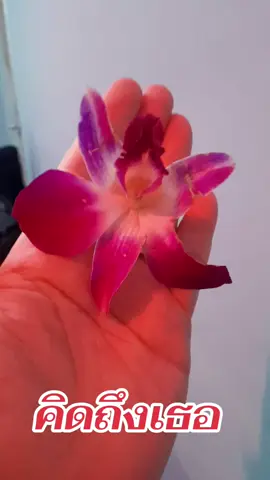 #เปิดการมองเห็นtiktok 