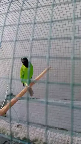 Renyah #cucakijo #cucakijomania #jamtrokmaniaindonesia #kicaumaniaindonesia #fyp 