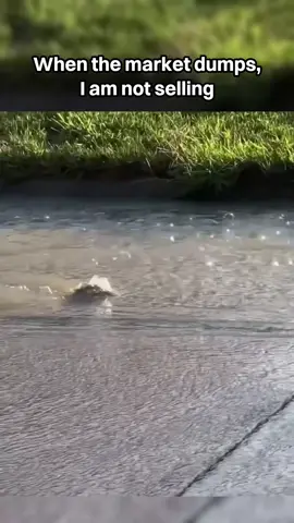 Diamond hands activated 🐢 #crypto #trading