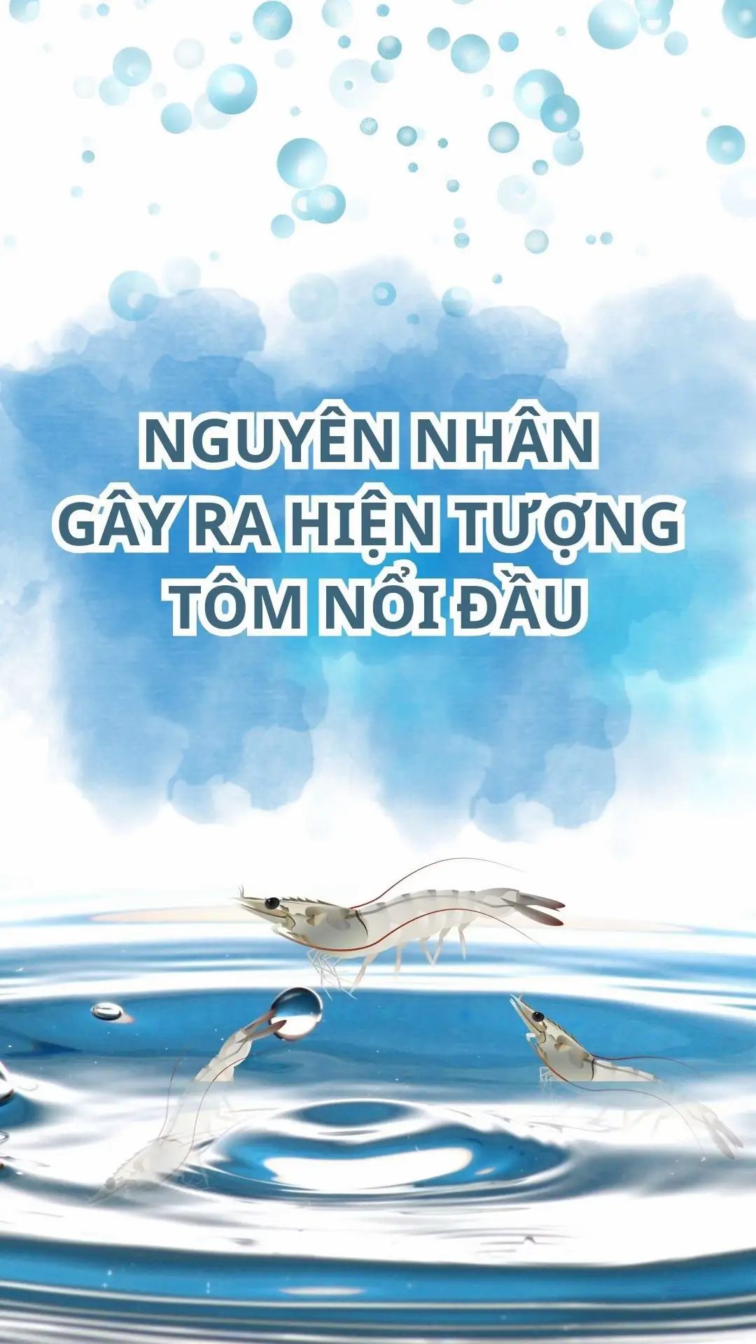 Hiện tượng tôm nổi đầu là một dấu hiệu cảnh báo tình trạng sức khỏe và môi trường ao nuôi gặp vấn đề.  Cùng theo chân bé 𝐓𝐢𝐞̂̉𝐮 𝐓𝐨̂𝐦 (bé tôm thẻ 45 ngày tuổi) đang bơi lội vui vẻ thì bỗng cảm thấy khó thở, yếu dần và nổi lên mặt nước.  🤔Chuyện gì đang xảy ra vậy? Hãy cùng tìm hiểu rõ nguyên nhân khiến tôm nổi đầu nhé! 💨 Thiếu oxy hòa tan - Mật độ nuôi quá dày khiến lượng oxy hòa tan giảm. - Tảo tàn, phân hủy hữu cơ làm tiêu hao oxy. - Quạt nước chưa được vận hành hợp lý. 💦 Nhiễm khí độc - Khí NH3, H2S, NO2 tích tụ từ thức ăn thừa và chất thải. - Suy giảm vi sinh vật có lợi làm mất cân bằng môi trường nước. 🦠 Bệnh lý - Bệnh đốm trắng, hoại tử gan tụy, TPD hay vi khuẩn Vibrio làm tôm yếu, không thể bám đáy. 🌊 Sốc môi trường - Mưa lớn làm giảm độ mặn, thay đổi nhiệt độ đột ngột. - Nước nhiễm phèn, kim loại nặng. - Sử dụng hóa chất, kháng sinh sai liều lượng. - Thay nước quá nhanh làm tôm không kịp thích nghi. Liệu Tiểu Tôm có vượt qua được nguy hiểm này không?  Hãy cùng tìm hiểu cách xử lý nhanh và cách phòng ngừa để bảo vệ những bé tôm khỏe mạnh nhé! 🦐💙 #nuoitomcongnghecao #thuysan #nuoitom #tomnoidau #nuoitomtrenaolotbat 