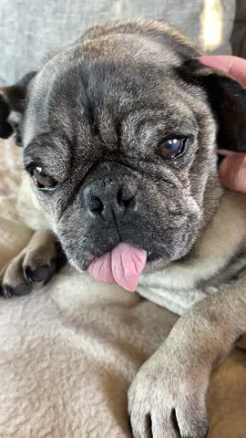 #pug #pugsoftiktok #puglife #pigs #dog